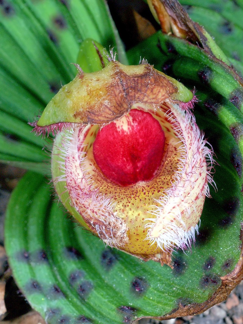 Cypripedium fargesii photo 5