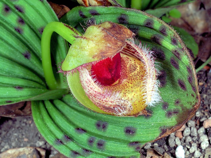 Cypripedium fargesii photo 6