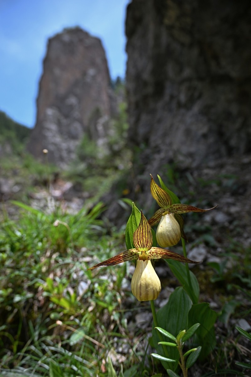 Cypripedium farreri