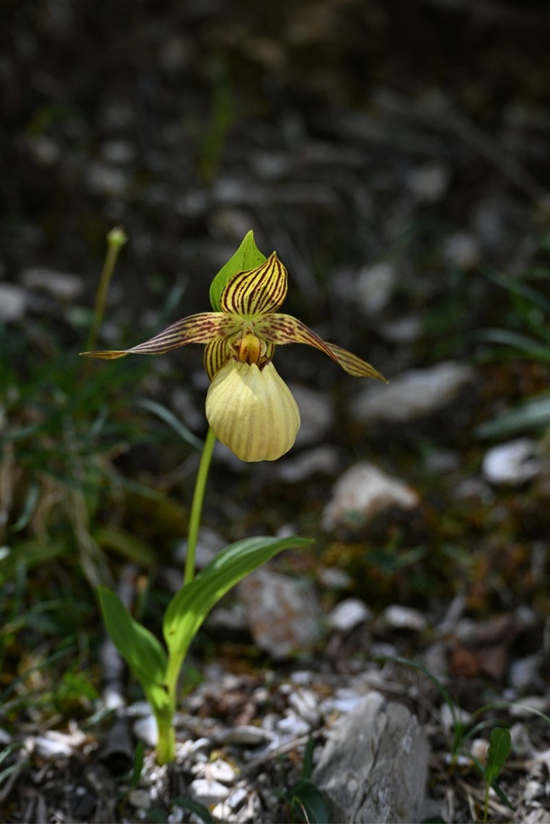 Cypripedium farreri photo 2