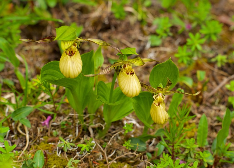 Cypripedium farreri photo 3