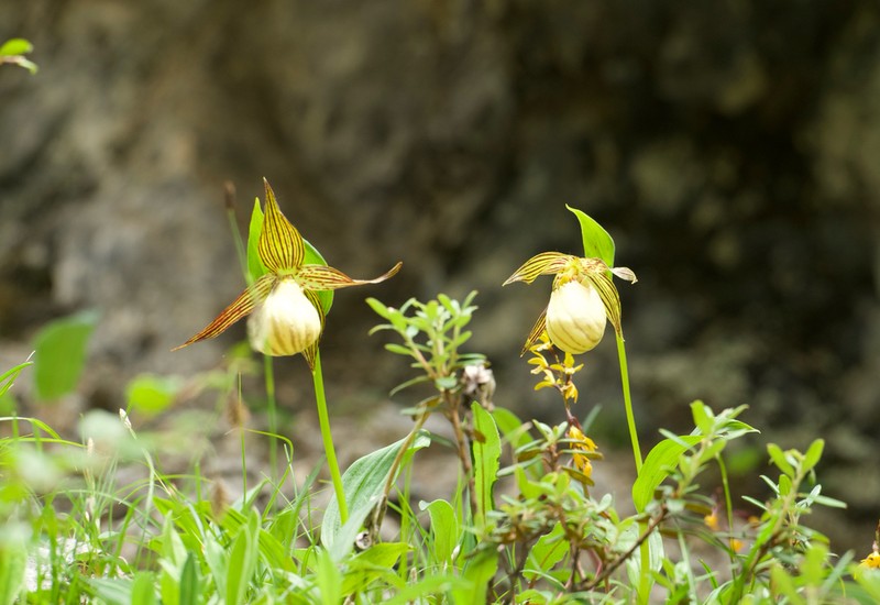Cypripedium farreri photo 4