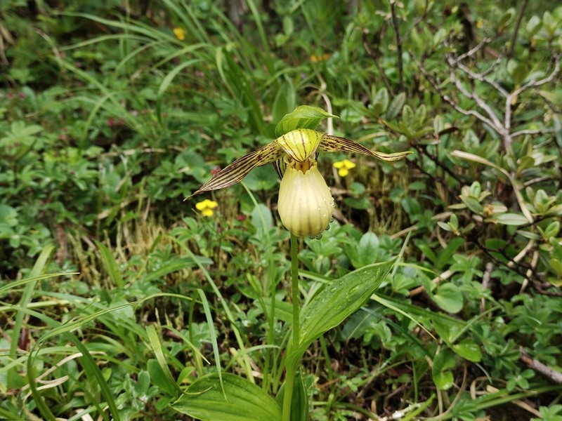 Cypripedium farreri photo 5