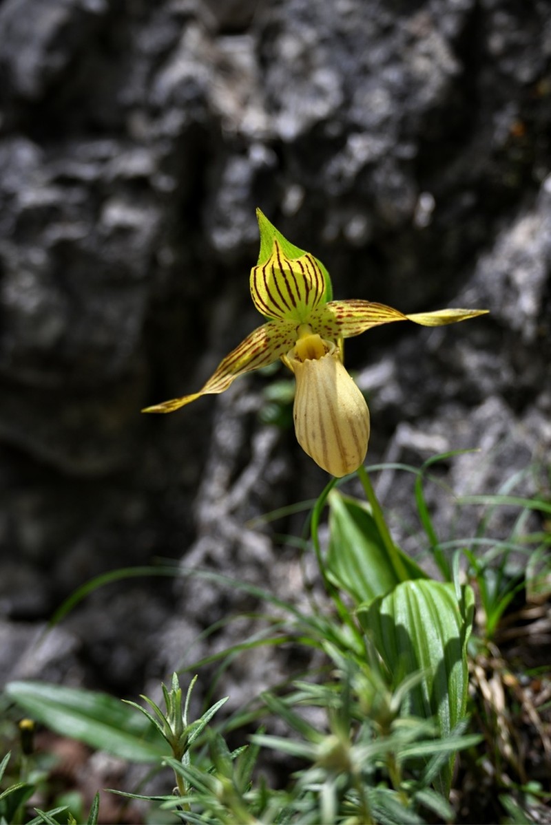 Cypripedium farreri photo 6