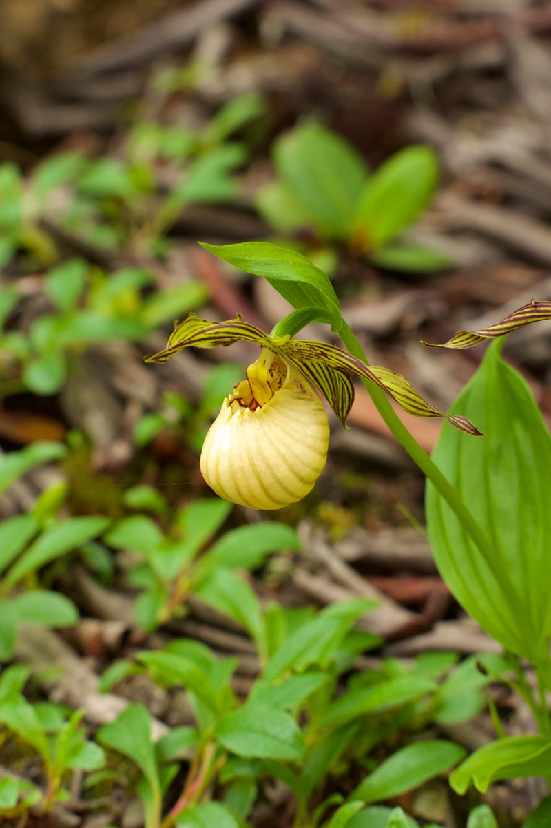 Cypripedium farreri photo 7