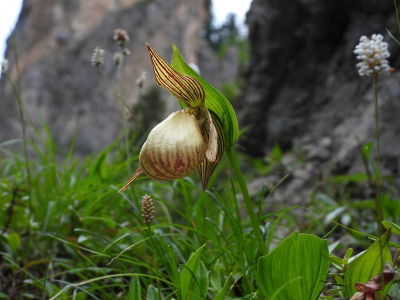 Cypripedium farreri photo 8