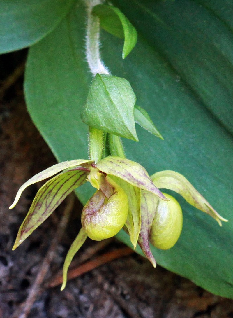 Clustered Lady's Slipper