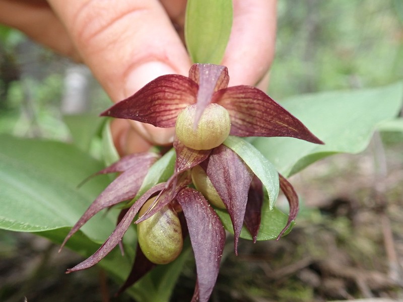 Clustered Lady's Slipper