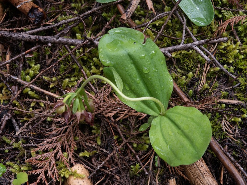 Clustered Lady's Slipper photo 2