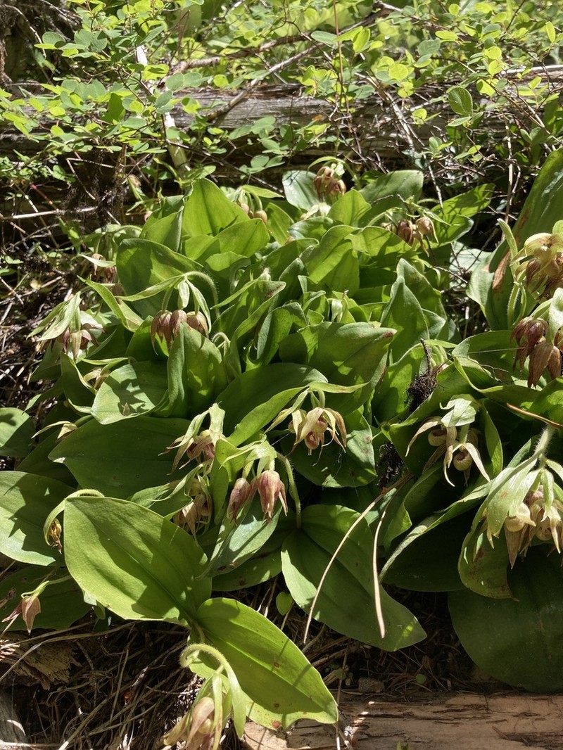 Clustered Lady's Slipper photo 3