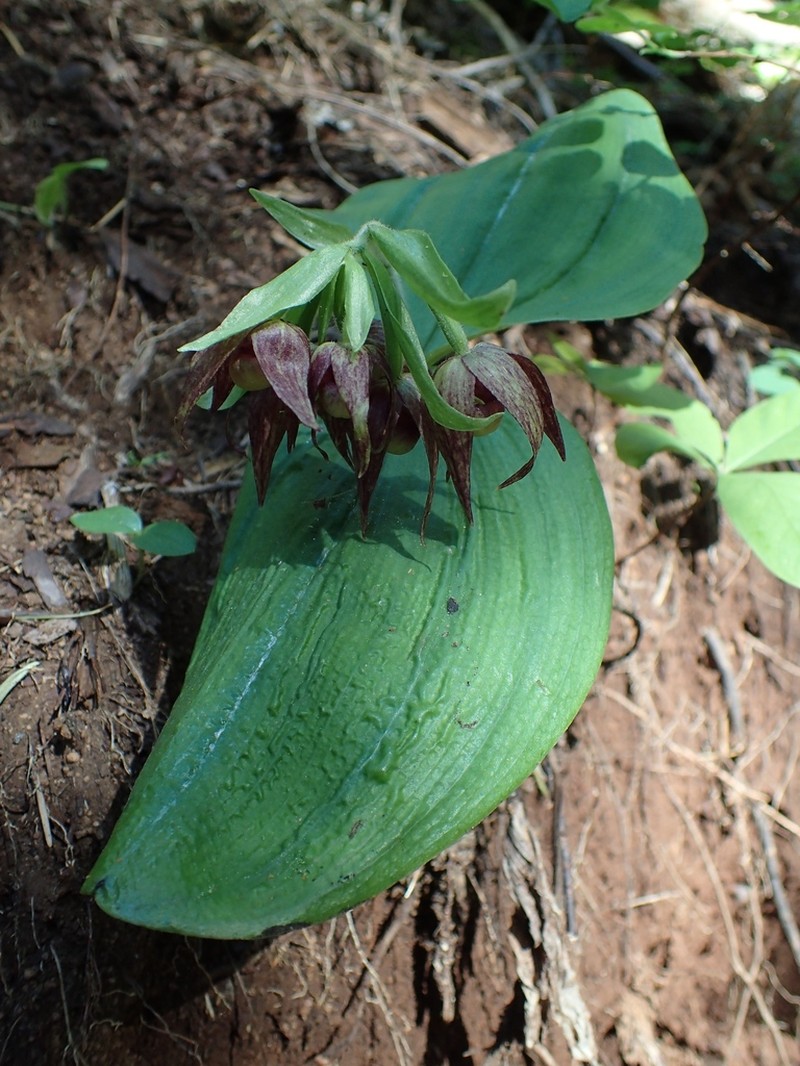 Clustered Lady's Slipper photo 4