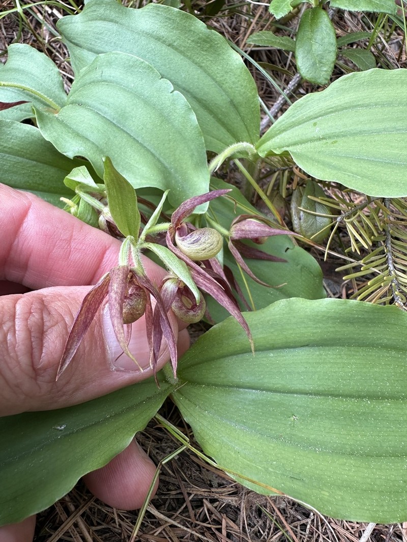 Clustered Lady's Slipper photo 5