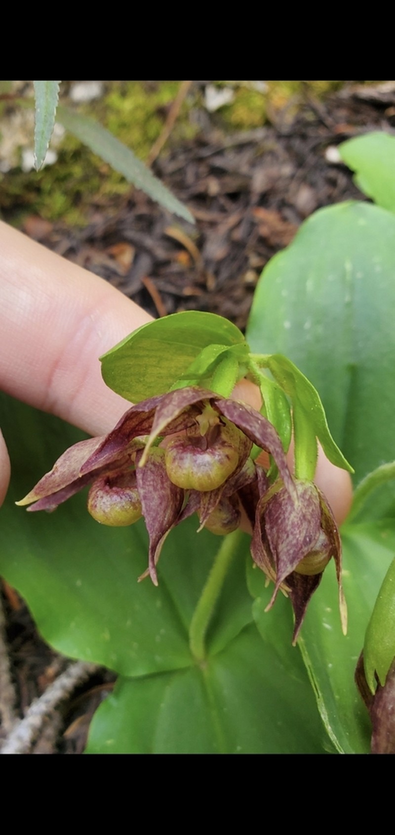 Clustered Lady's Slipper photo 6