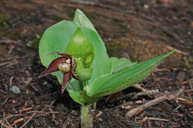Clustered Lady's Slipper photo 7