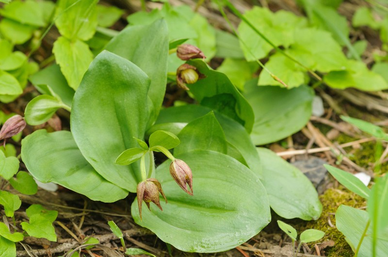 Clustered Lady's Slipper photo 8