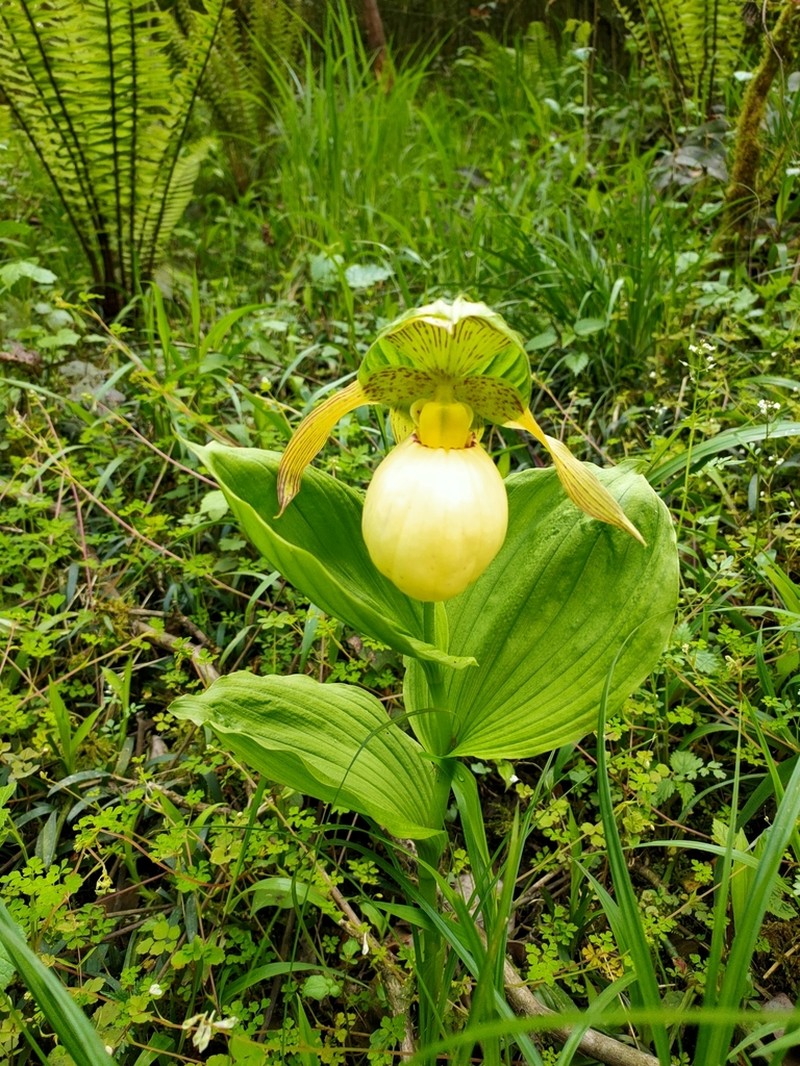 Cypripedium fasciolatum