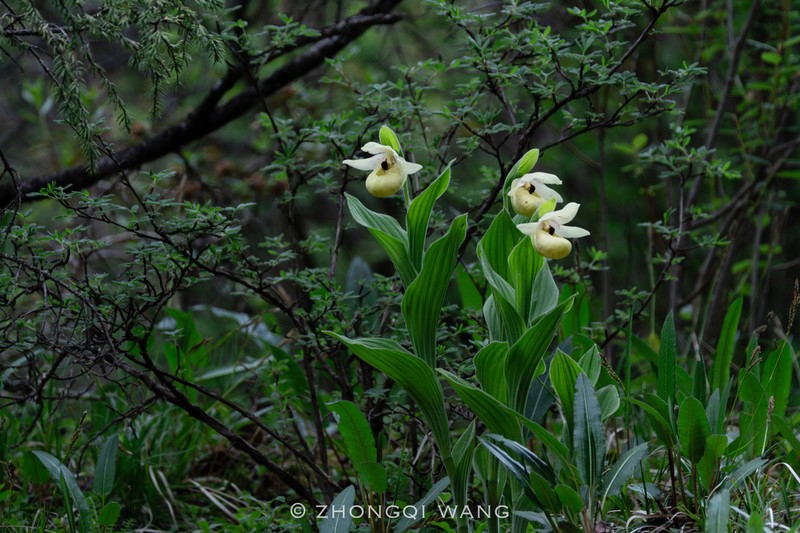 Cypripedium flavum photo 2