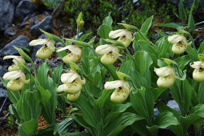 Cypripedium flavum photo 3