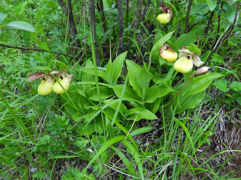 Cypripedium flavum photo 4