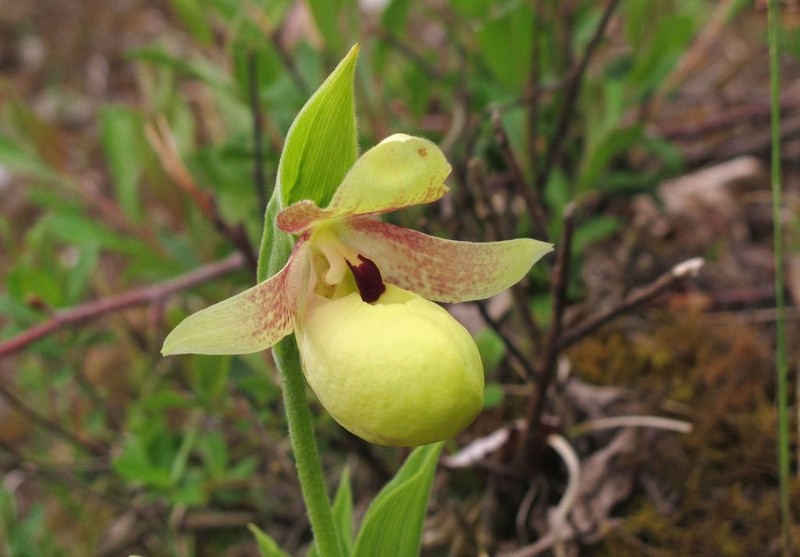 Cypripedium flavum photo 5