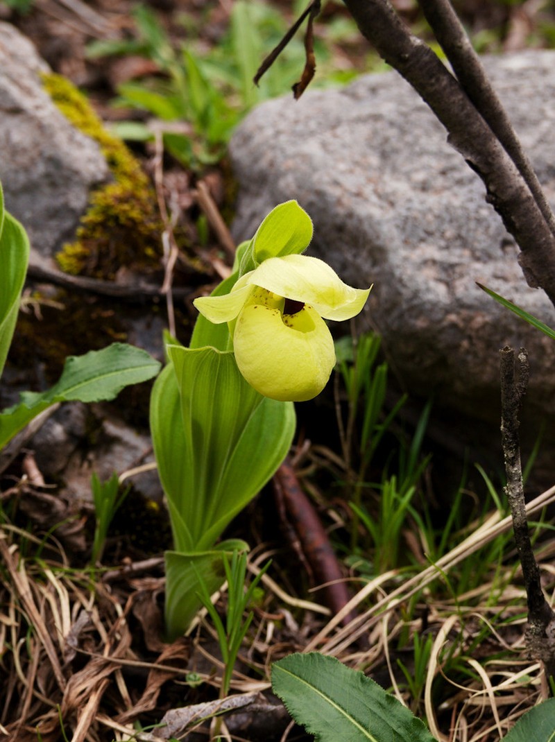 Cypripedium flavum photo 6