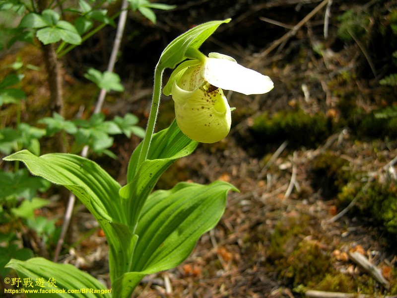 Cypripedium flavum photo 7