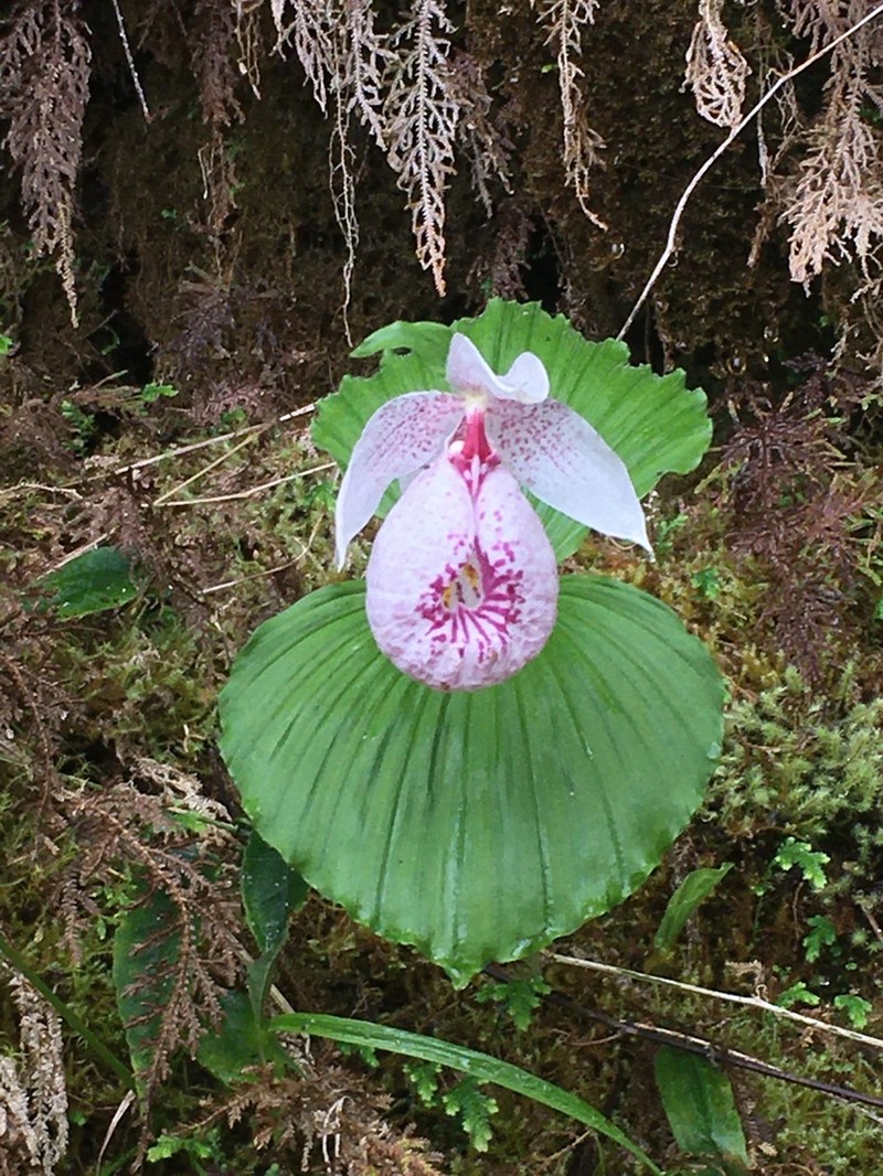 Cypripedium formosanum photo 2