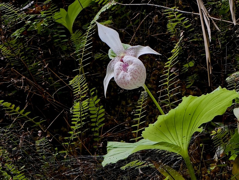 Cypripedium formosanum photo 3
