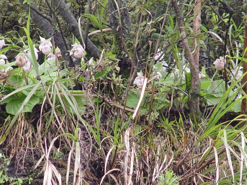 Cypripedium formosanum photo 4
