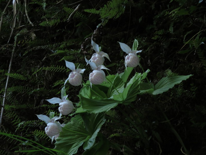 Cypripedium formosanum photo 5