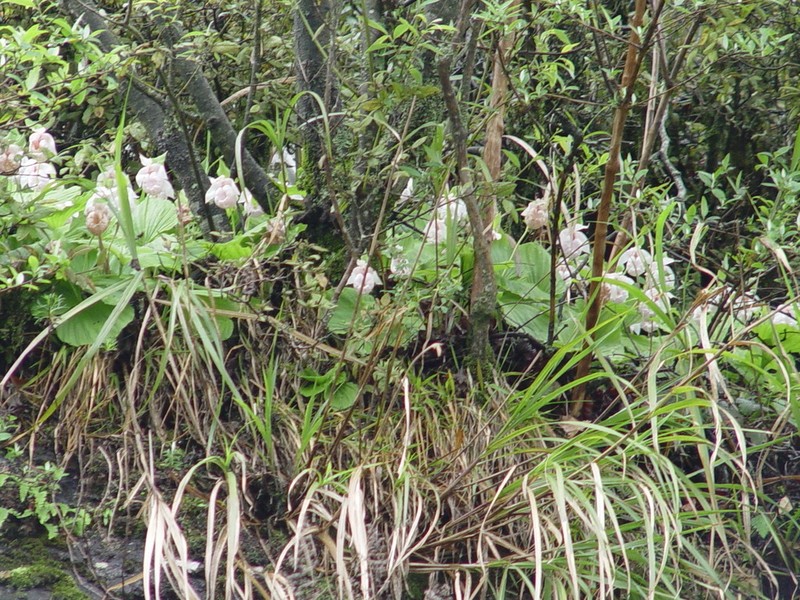 Cypripedium formosanum photo 6