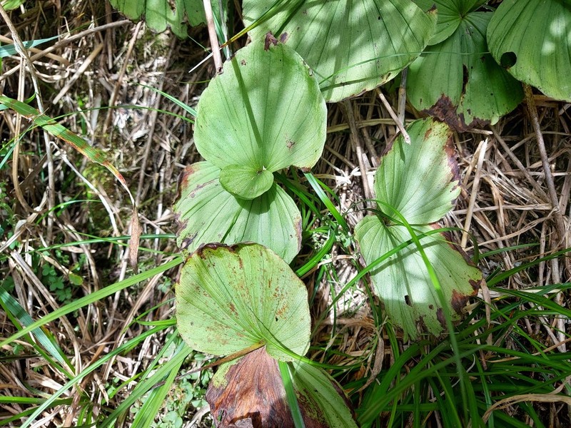 Cypripedium formosanum photo 7