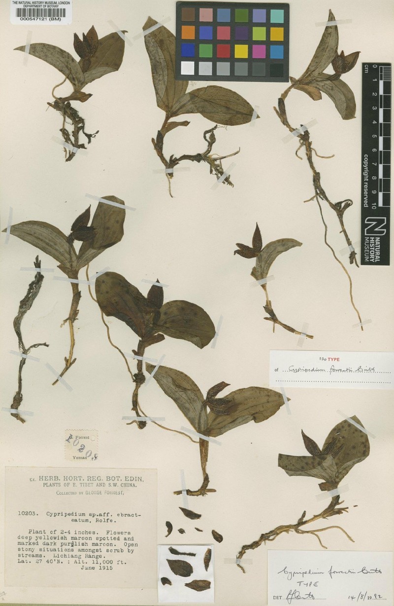 Cypripedium forrestii