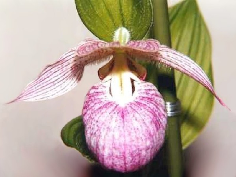 Cypripedium franchetii