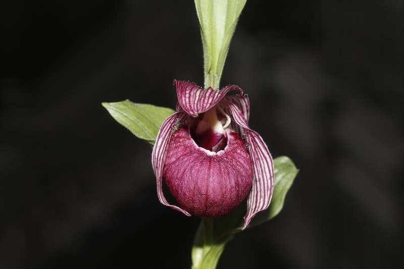 Cypripedium franchetii photo 2