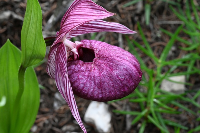 Cypripedium franchetii photo 3