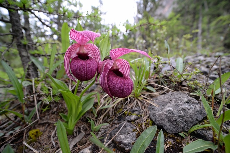 Cypripedium franchetii photo 4