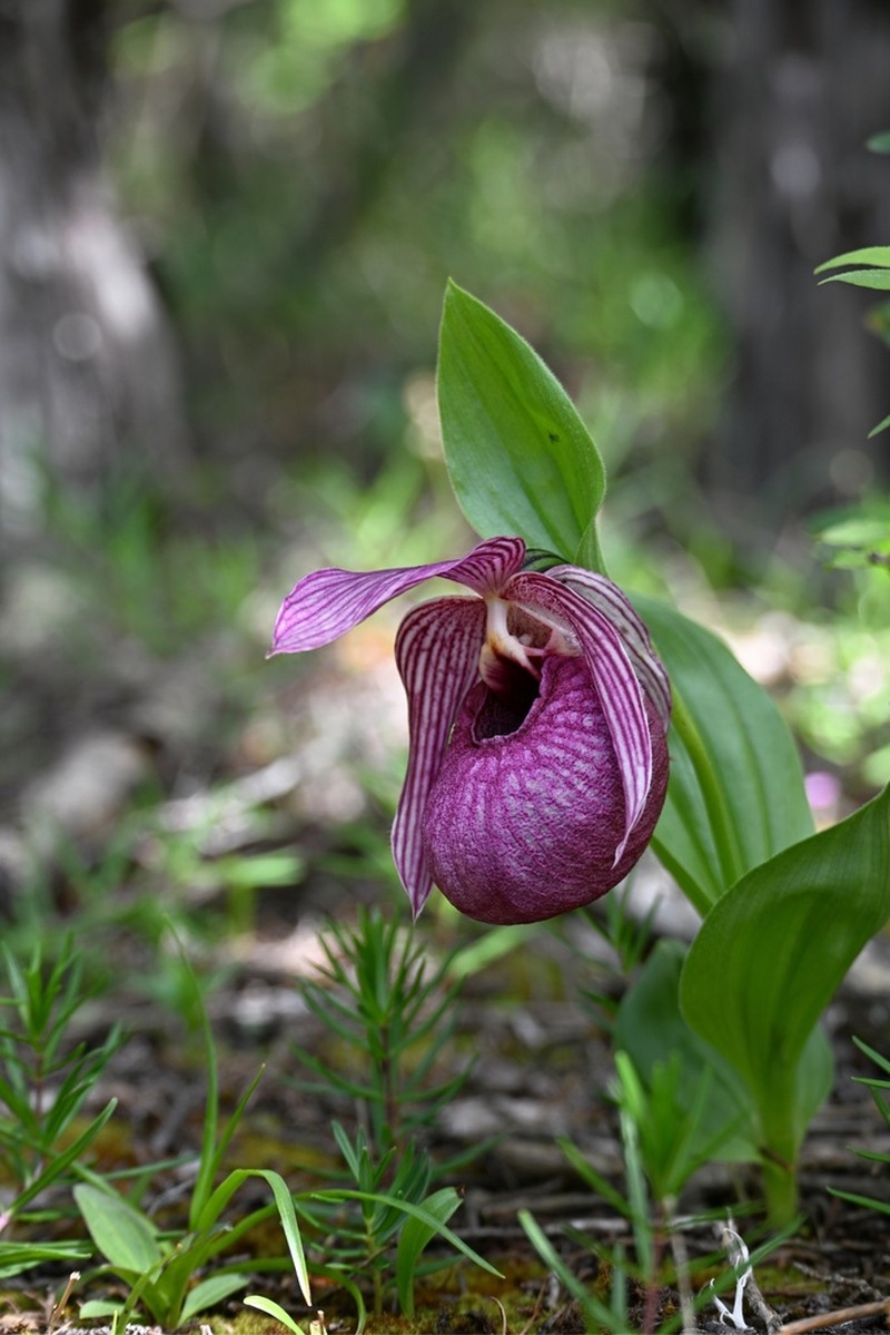 Cypripedium franchetii photo 5