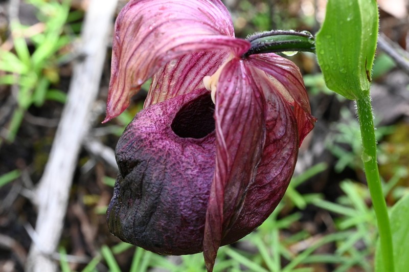 Cypripedium franchetii photo 6