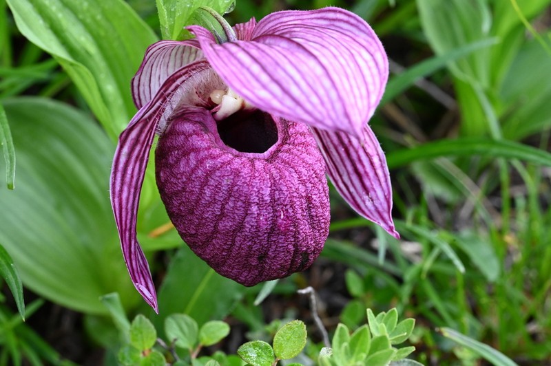 Cypripedium franchetii photo 7