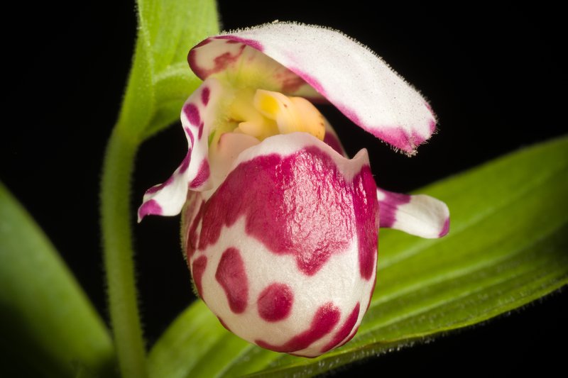 Spotted Lady's Slipper