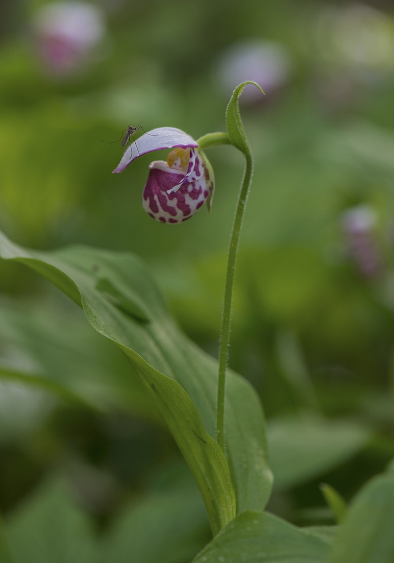 Spotted Lady's Slipper