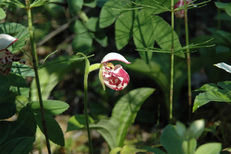Spotted Lady's Slipper photo 2
