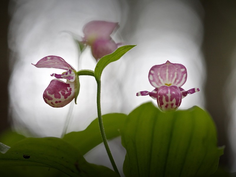 Spotted Lady's Slipper photo 3