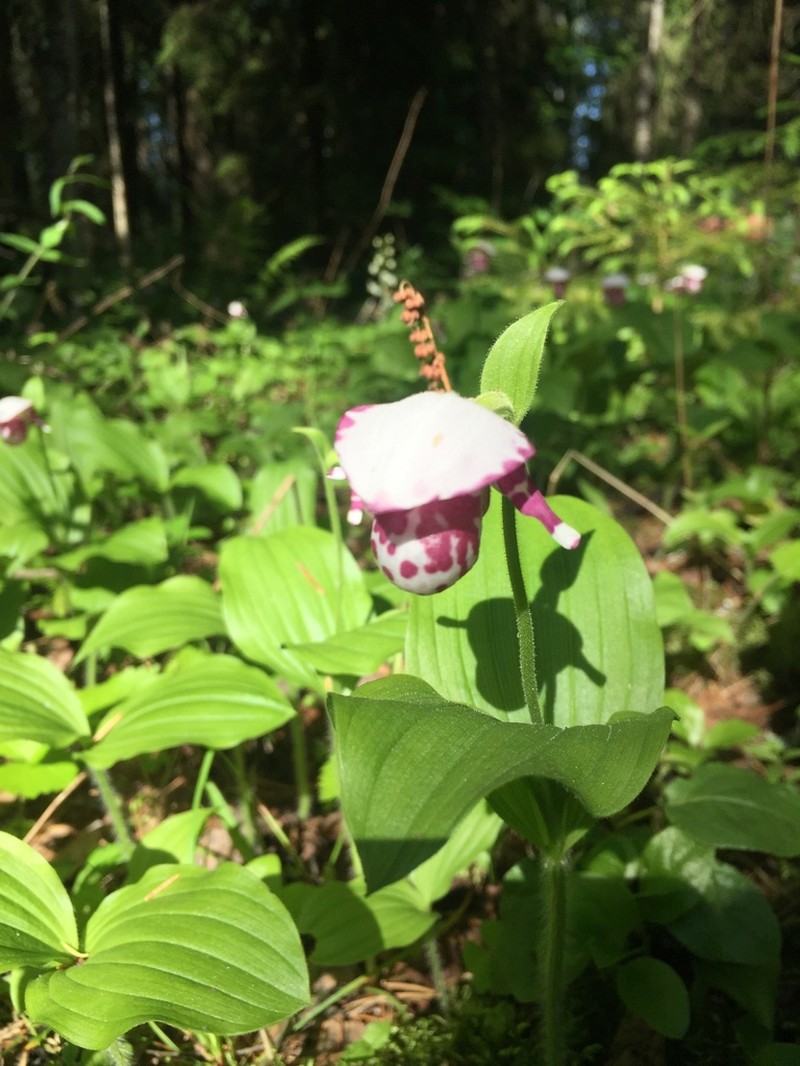 Spotted Lady's Slipper photo 4