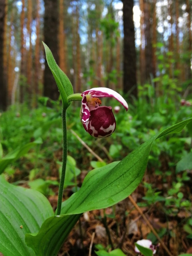 Spotted Lady's Slipper photo 5
