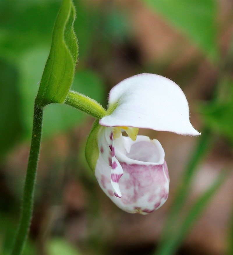 Spotted Lady's Slipper photo 6