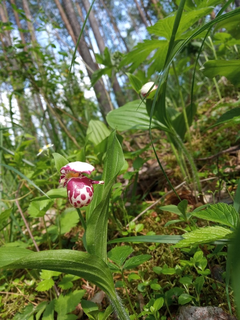 Spotted Lady's Slipper photo 7