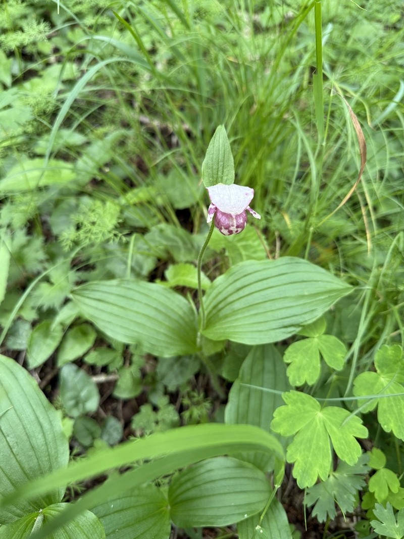 Spotted Lady's Slipper photo 8