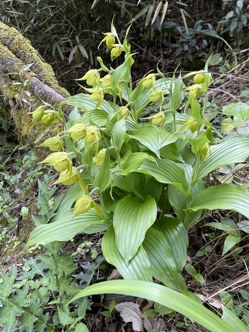 Cypripedium henryi photo 2